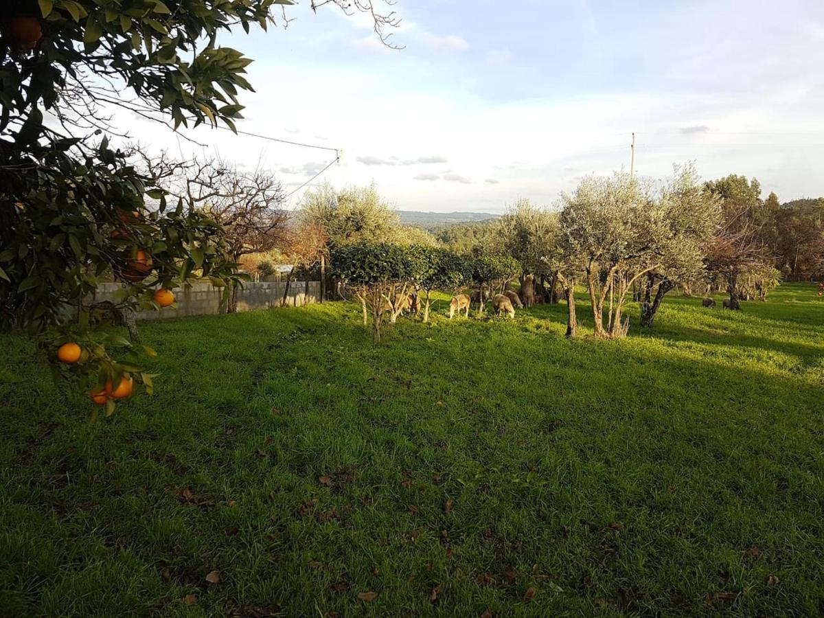 Quinta Jr - Casa De Campo Carregal  Экстерьер фото